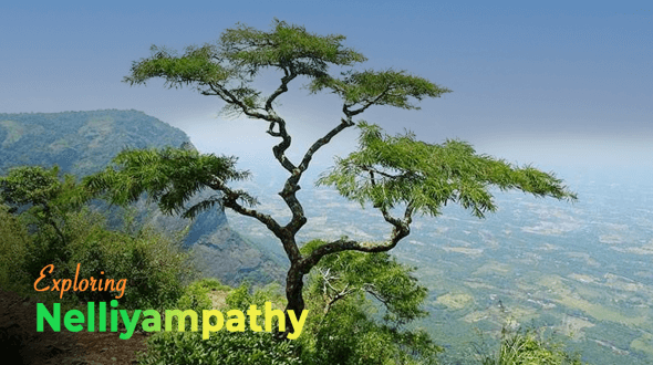 Exploring Nature’s Serenity: Nelliyampathy